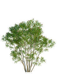 Obraz premium Indigofera heterantha tree 4k png, front view, cutout, isolate, transparent background, Vibrant green bush with delicate pink flowers for garden design projects