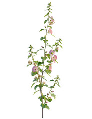 Lavatera clementii tree 4k png, front view, cutout, isolate, transparent background, Delicate pink flowers bloom, adding natural beauty to your designs today