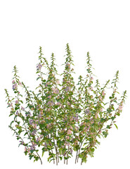 Lavatera clementii tree 4k png, front view, cutout, isolate, transparent background, Lovely mallows blooming with a flourish, perfect for summer garden designs