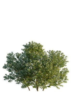 Myrtus communis tree 4k png, front view, cutout, isolate, transparent background, Flowering tree with delicate white blossoms isolated for landscape design