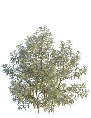 Olearia macrodonta tree 4k png, front view, cutout, isolate, transparent background, Detailed shrub with delicate white flowers ready for your landscape designs
