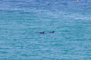 Fototapeta premium Small pod of dolphins surface for air off the coast of Fingal Head viewed from the headland, northern New South Wales, Australia