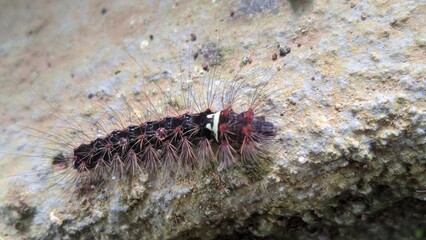 A close-up shot of a dark, hairy caterpillar with white and red markings crawling on a textured surface.