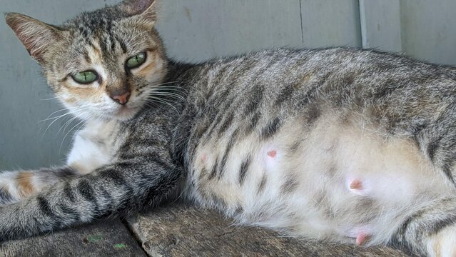 A pregnant tabby cat with green eyes resting, showing its swollen belly and prominent nipples in a close-up view. - Powered by Adobe