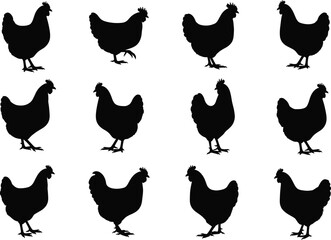 Collection of black vector silhouettes featuring farm chickens and hens in different poses, isolated on white background, for poultry and agriculture industry. © Mst Hazera Bibi