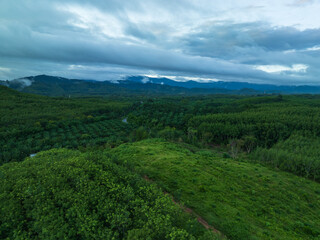 Obraz premium Rainforest and palm trees in Ranong thailand - areail view from a drone