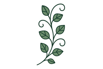 Botanical sprig with green leaves and curly tendrils, simple organic drawing, transparent background element