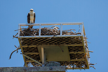 Close up of an Eastern Osprey perched on the edge of it's nest with a chick visible inside the nest...