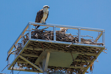 Close up of an Eastern Osprey perched on the edge of it's nest with a chick visible inside the nest...