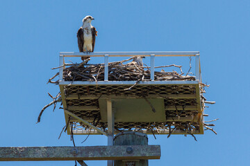 Close up of an Eastern Osprey perched on the edge of it's nest with a chick visible inside the nest...