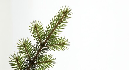 Obraz premium Evergreen branch with transparent background