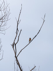 European Stonechat Bird Resting on Branch at Sunrise