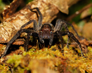 Araña 
