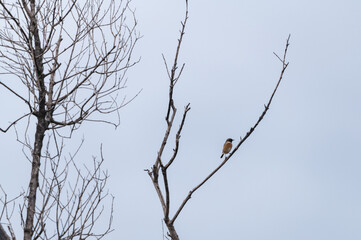 Wild European Stonechat Observing Nature From Branch