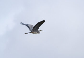 Obraz premium Grey Heron in Flight Over Natural Wetland at Sunrise