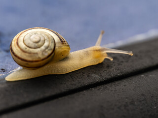 macro of a snail crawling on a surface