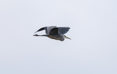 Grey Heron in Dynamic Flight 
