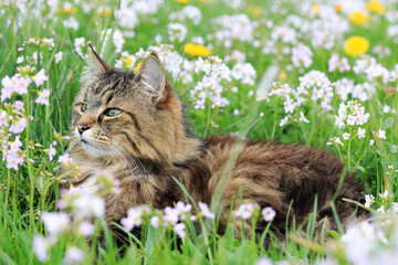 Eine Norwegische Waldkatze genießt den Frühling in einer Blumenwiese mit Löwenzahn und Schaumblumen
