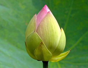 Serene beauty: Close-up of a budding lotus flower against a lush background