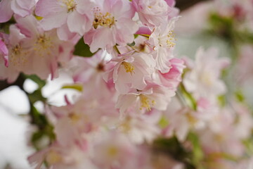 Haitang flowers bloom in spring