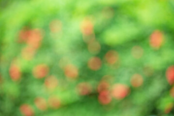 Green and red defocus background. Abstract natural background defocus light blurred plants.