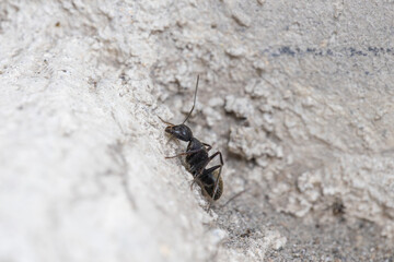 クロオオアリの働きアリ	