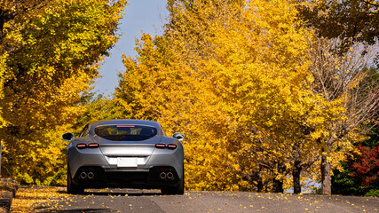 Luxury silver car on a road lined with golden ginkgo trees