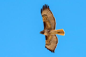  Red-tailed Hawk in flight