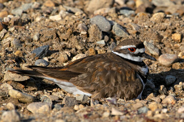 Killdeer along the Boise River shore