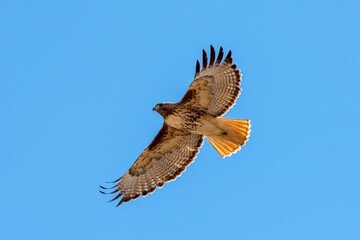  Red-tailed Hawk soar