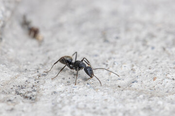クロオオアリの働きアリ