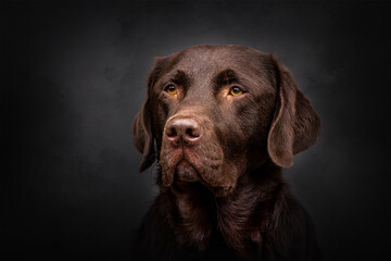 Chocolate Labrador portrait with warm amber eyes in dramatic studio lighting against a dark textured background