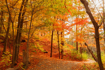 gorgeous autumn, beautiful landscape view with vibrant colorful trees