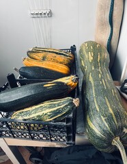  Harvested Squashes and Gourds in Storage Basket