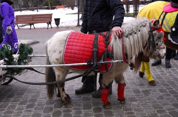Pony in Festive Red Harness Pulling a Decorative Sleigh