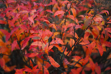 Branches with red leaves and dry inflorescences on a spirea shrub in a nature park in late autumn as a landscape design concept