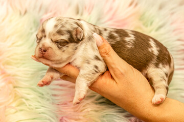 Newborn Merle Chihuahua puppy held gently in hands, pastel fur backdrop and soft light highlighting tiny markings
