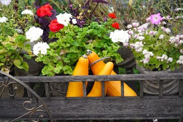 large orange pumpkins in garden garden garden in autumn as a concept of growing vegetables for Thanksgiving and Halloween on your own