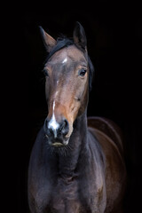 Fototapeta premium Bay warmblood gelding in classic dark studio look, elegant head portrait with soft highlights and refined expression