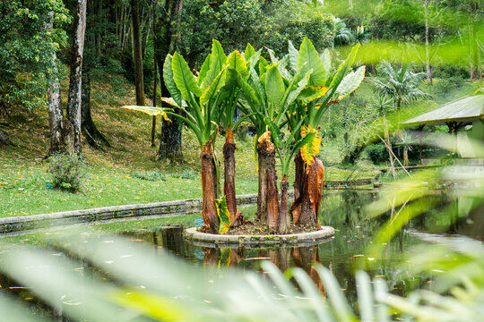 Typhonodorum lindleyanum, commonly known as water banana, growing on a small circular island in the middle of a pond, surrounded by lush tropical greenery in a landscaped garden. - Powered by Adobe