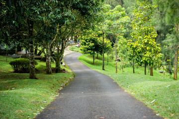 Curving footpath surrounded by lush green trees and grass in a peaceful forest park, creating a serene natural walkway.