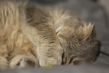 Cute sleeping scottish cat cozy photo 