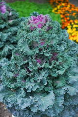 Ornamental cabbage with green and purple leaves on the background of a garden plot in autumn as a landscape design concept