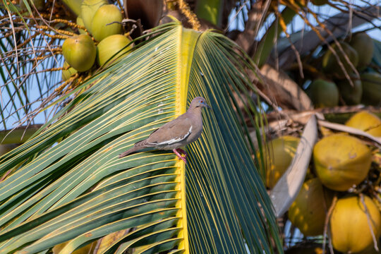 Bonita paloma posada en una palmera con cocos 