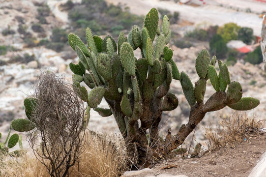 nopales que crecen en lo alto de una monta&ntilde;a arida 
