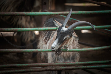 Close view of a Balkan goat, balkanska koza, behind a rustic farm fence in Serbia. The horned, bearded breed stands in a shaded enclosure, highlighting traditional livestock and rural husbandry. © Jerome