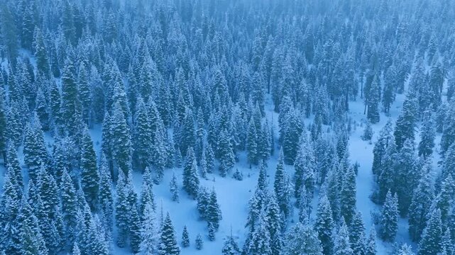 Snowcovered clearings amid dense trees, snowdusted patches spread through thriving canopy of green trees, frozen glimpses of woodlands with brilliant greenery and snowladen open spaces throughout