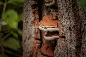 Selective blur highlights Ganoderma applanatum on a tree trunk. The bracket or shelf fungus shows layered brown and white margins, illustrating polypore structure in a woodland setting.