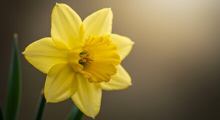 Close up of a vibrant yellow daffodil flower with soft blurred background