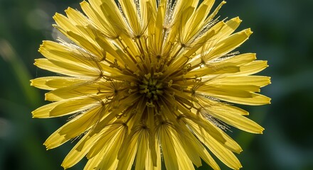 Close up of a vibrant yellow flower with delicate petals and green background